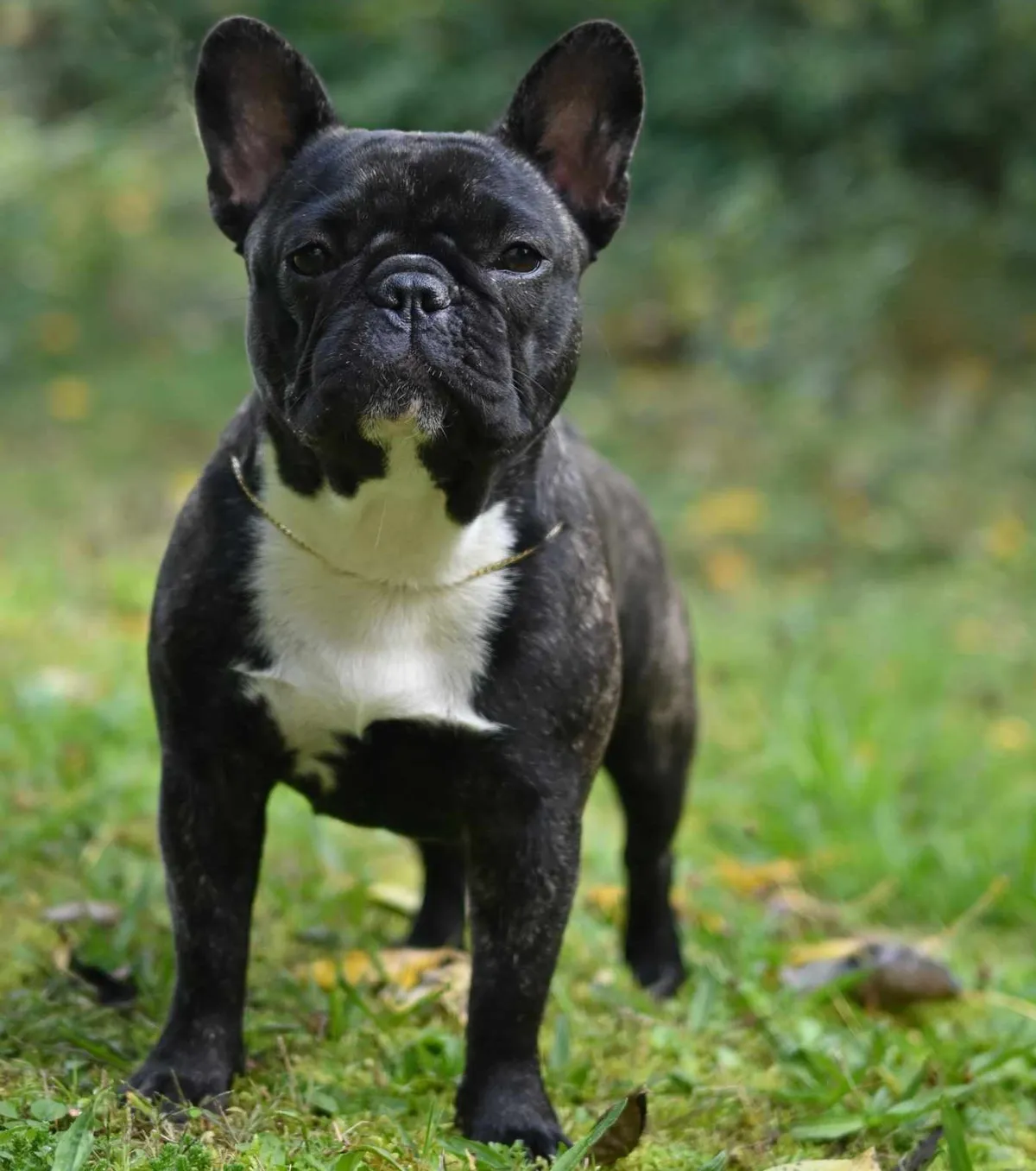 Blueground Doggen