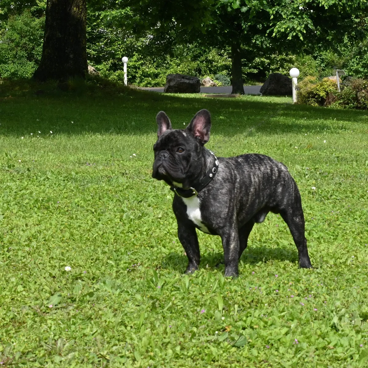 Blueground Doggen
