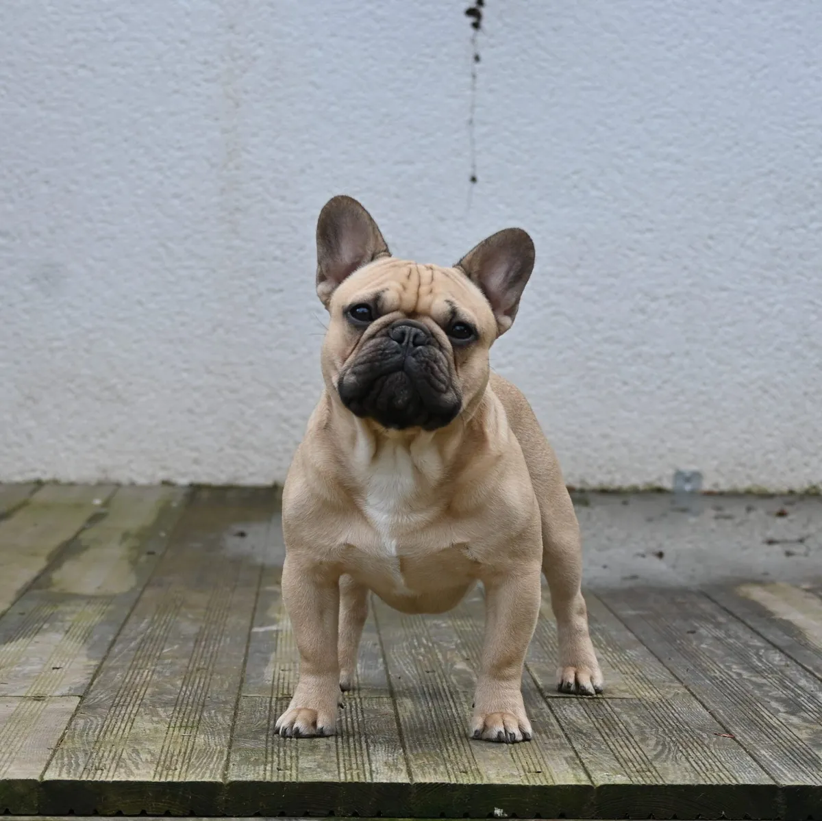 Blueground Doggen