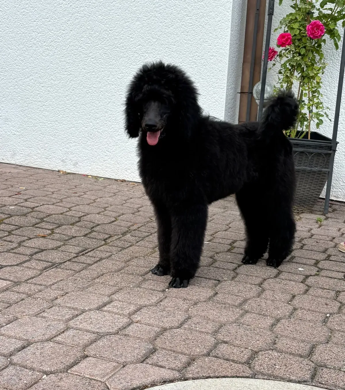 Blueground Doggen